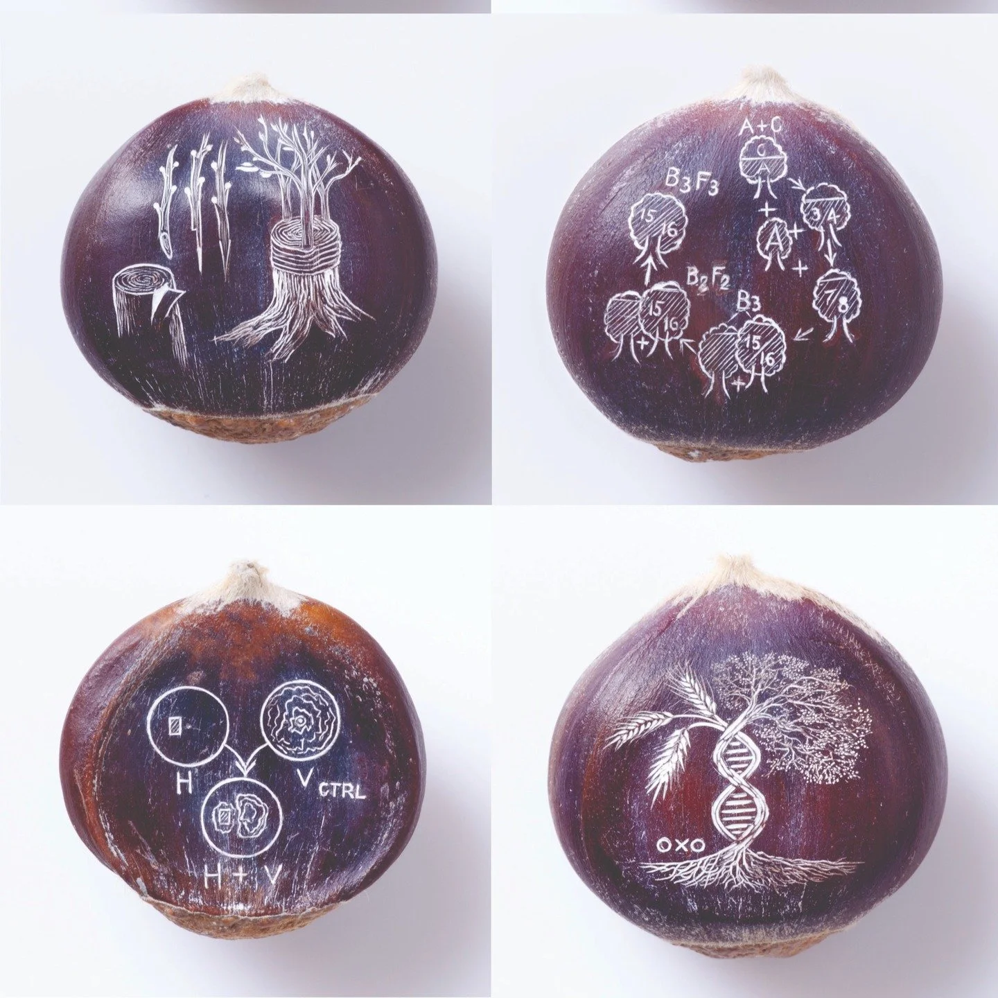 This year, we are so pleased and honored to be hosting &ldquo;Furrow&rdquo;, a seed engraving project by Sergey Jivetin @sjivetin. This project highlights and celebrates the wondrous stories of plant seeds and seed-savers, and memorializes these narr