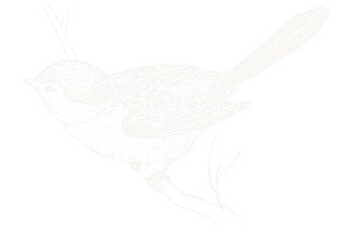 A detailed black and white illustration of a bird perched on a branch.