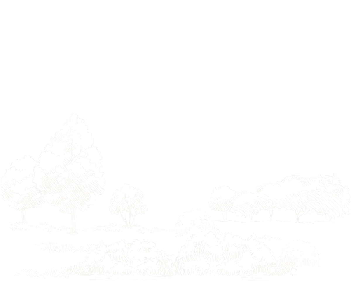 Line drawing of a natural landscape with trees, bushes, and a hill.