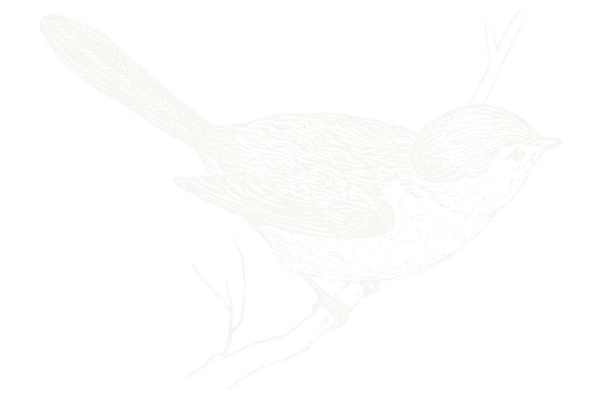 Illustration of a small bird perched on a thin branch with a flower nearby.