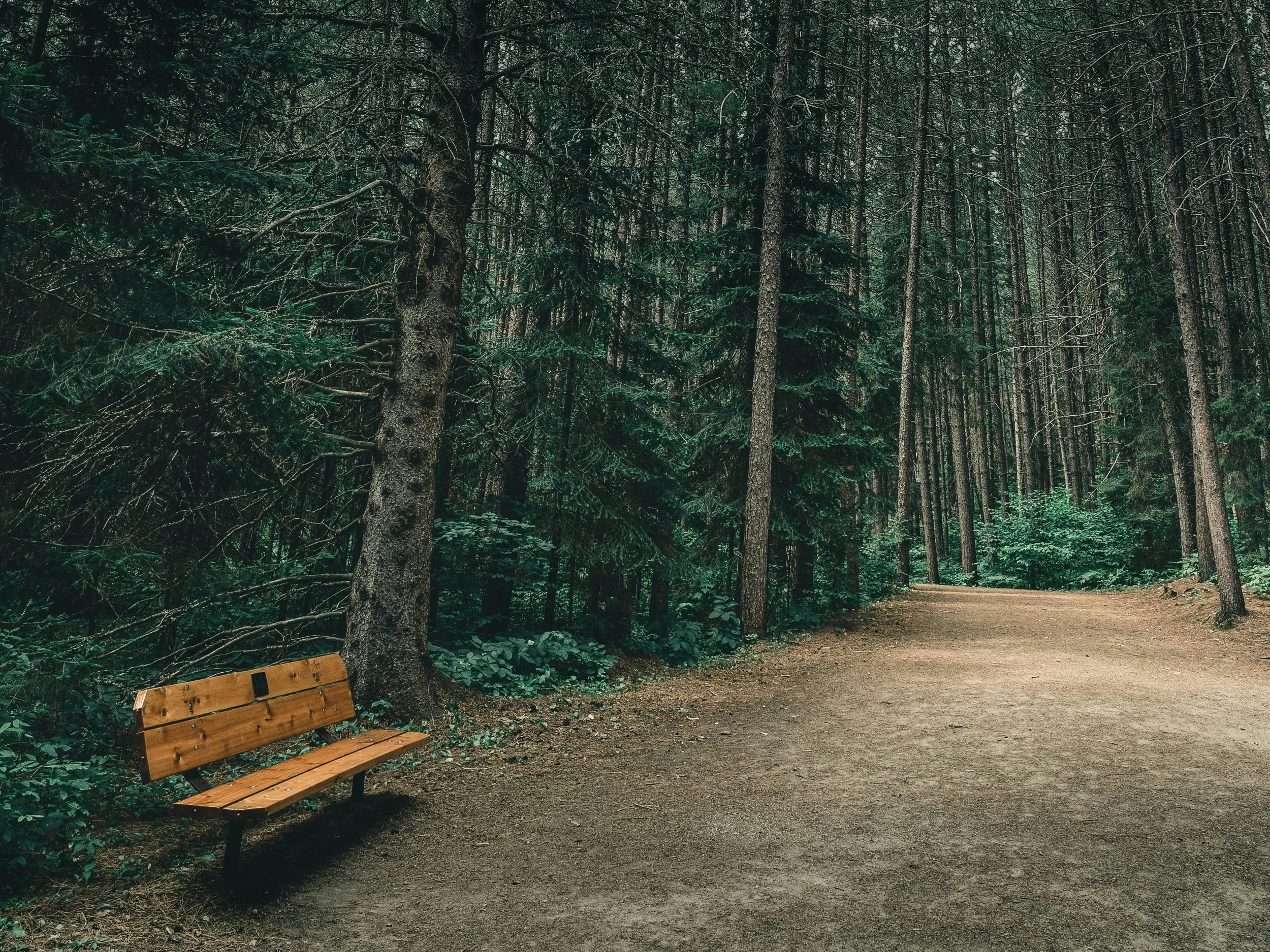 Peaceful forest bench representing grief, bereavement, and finding comfort through grief coaching after loss and death of family member
