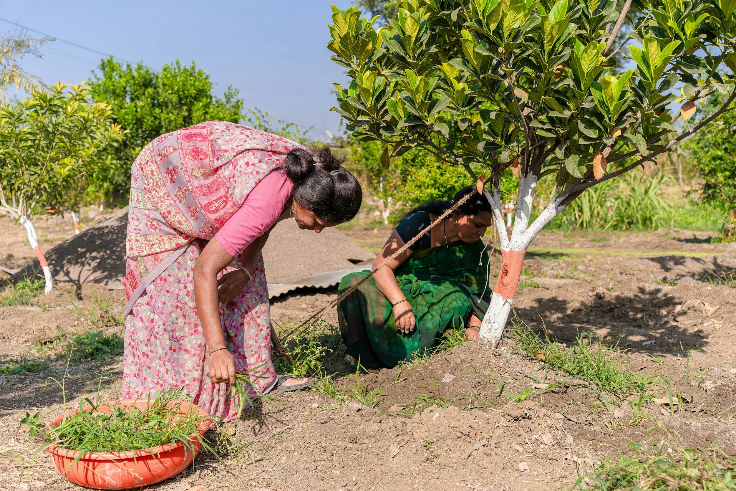 Two women planting or tending to a small tree in a garden.