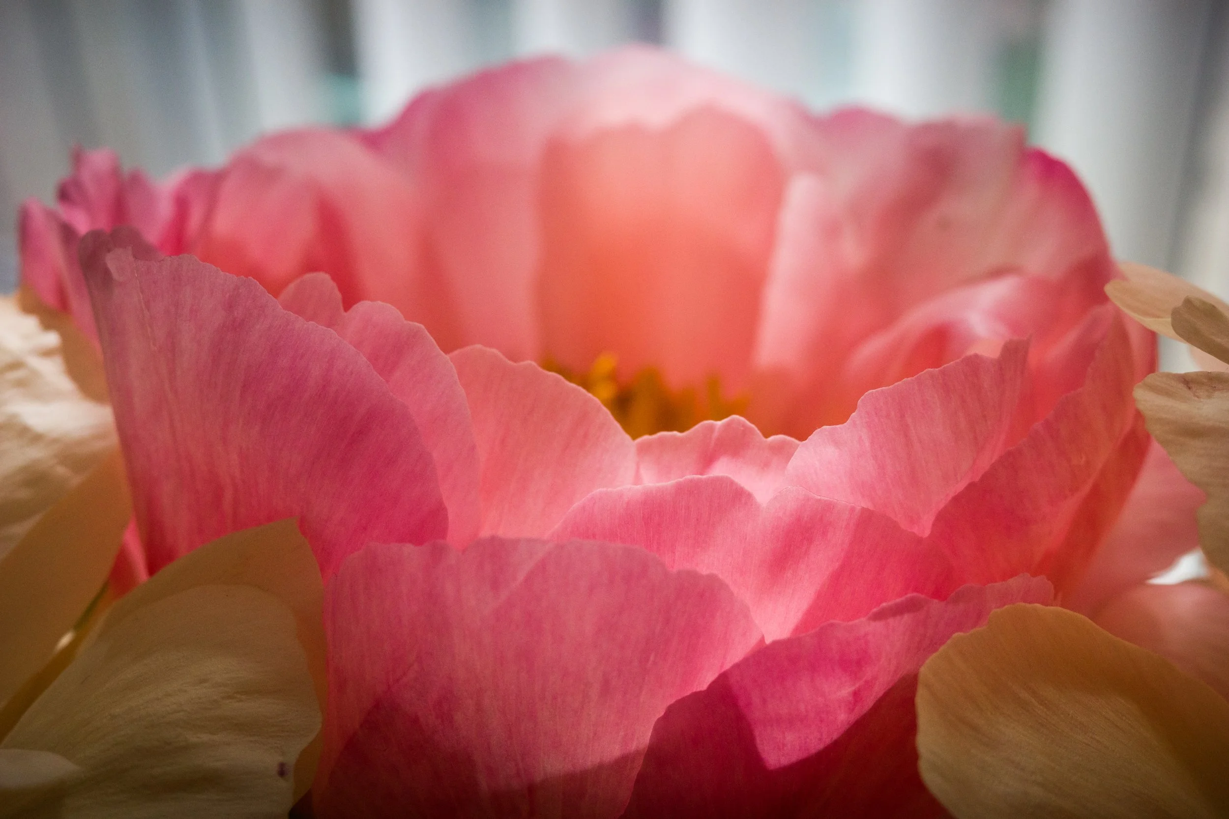 Close-up of pink and peach-colored flower petals with a blurred background.