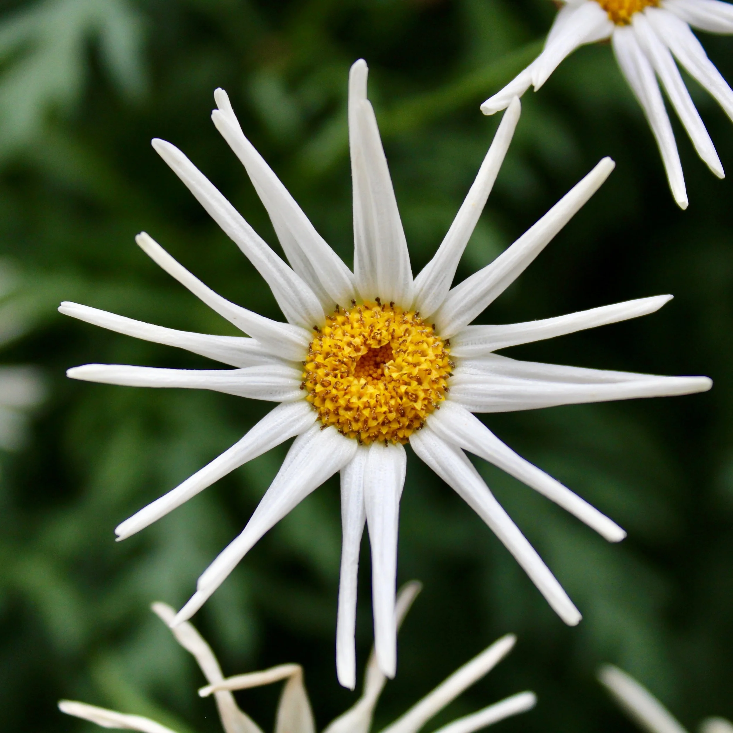 Happy Whimsical Wednesday

Here are some photos I took when I explored Longwood Gardens awhile back. Take a moment to explore the colors. 

Have a moment? Go outside to explore your own surroundings: Notice the colors, if there&rsquo;s a breeze, the 