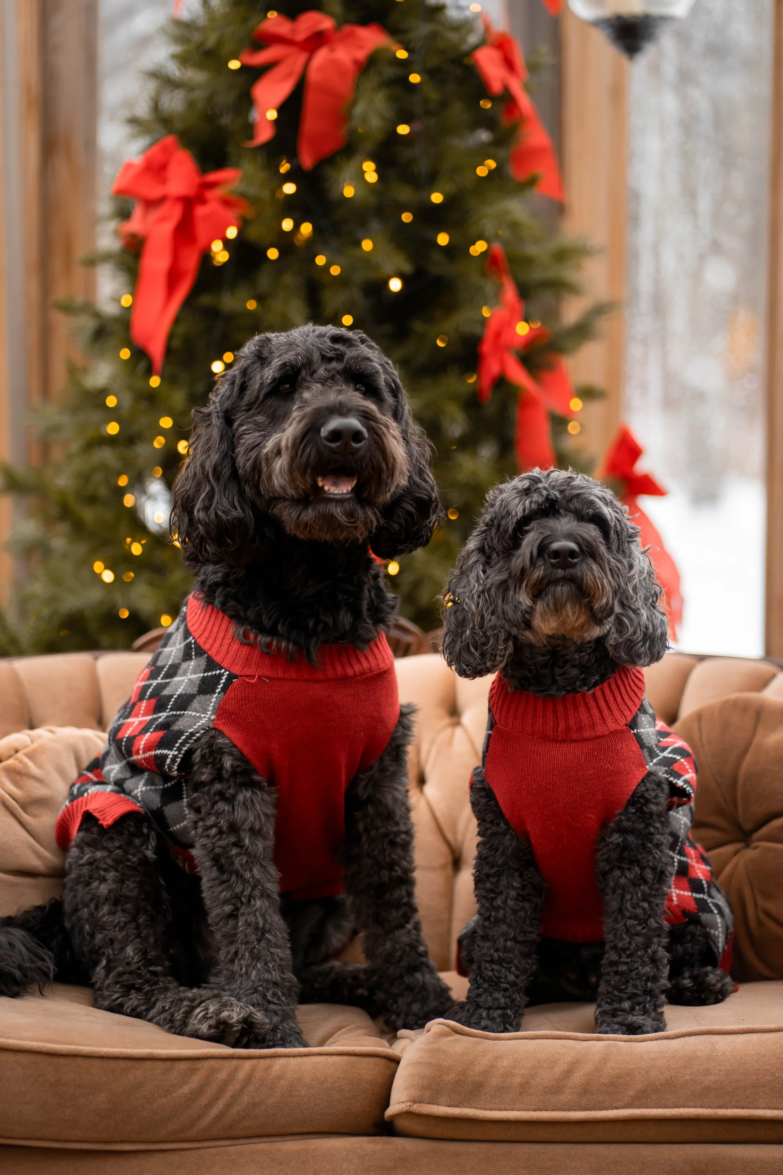 Two black dogs wearing red Christmas sweaters sitting on a couch in front of a decorated Christmas tree with red ribbons and lights.