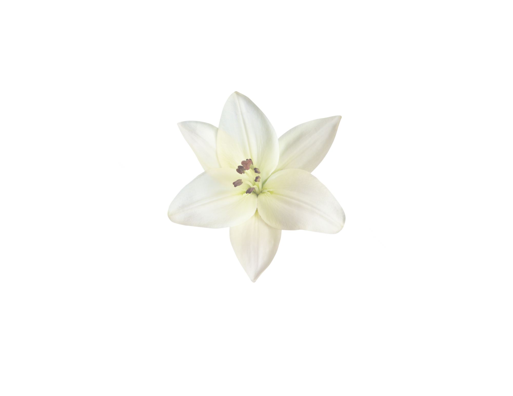 A white lily flower with six petals and dark stamens, isolated on a transparent background.