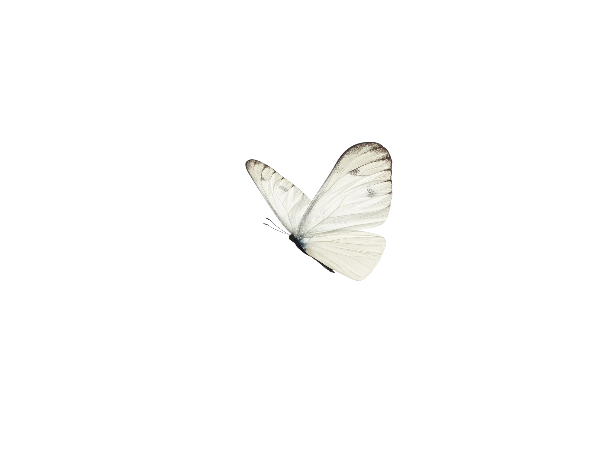 Illustration of a white butterfly with black markings on its body, facing left, against a white background.
