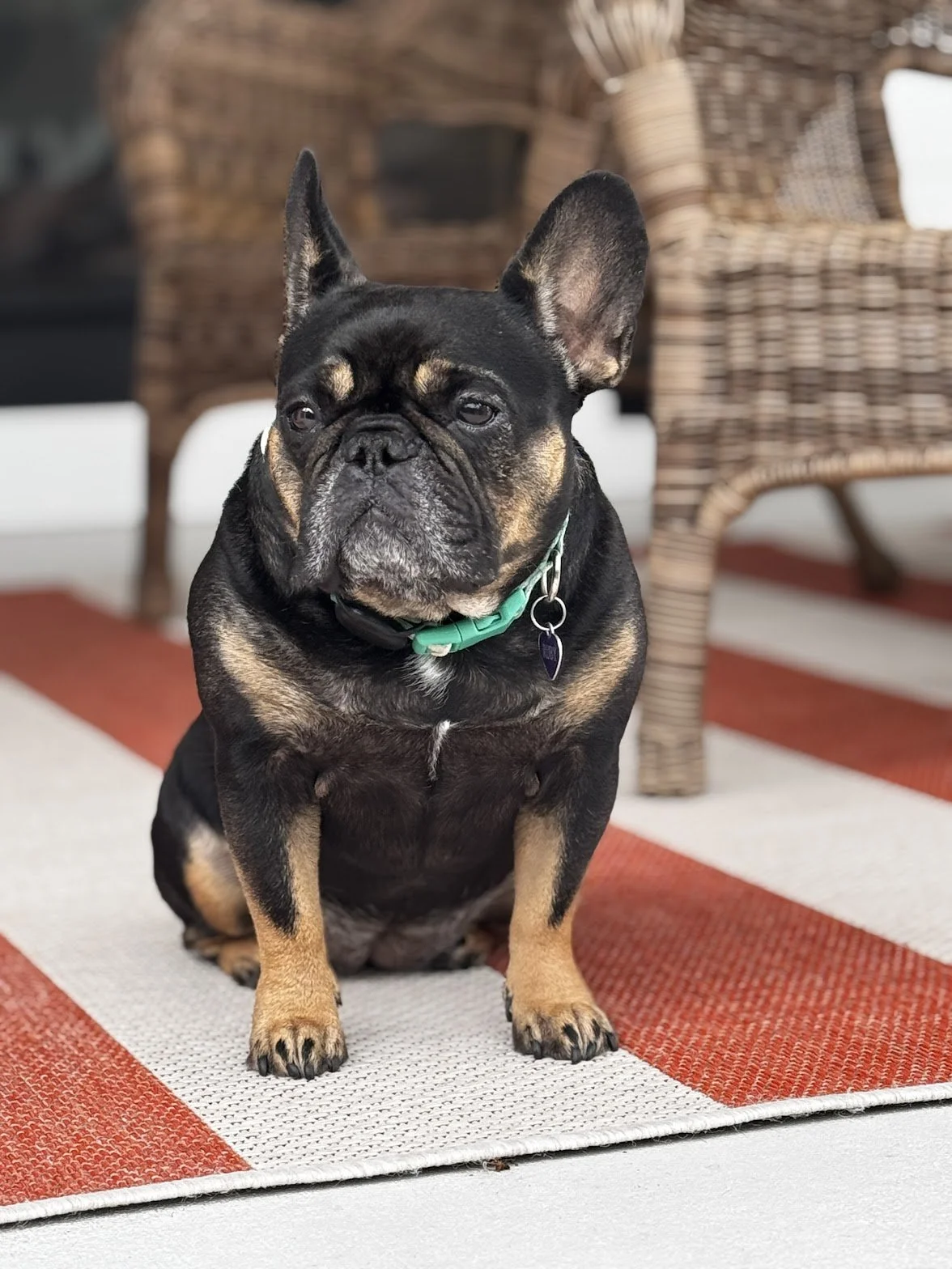 A black and tan French Bulldog sitting on a patterned outdoor rug, with wicker chairs in the background.