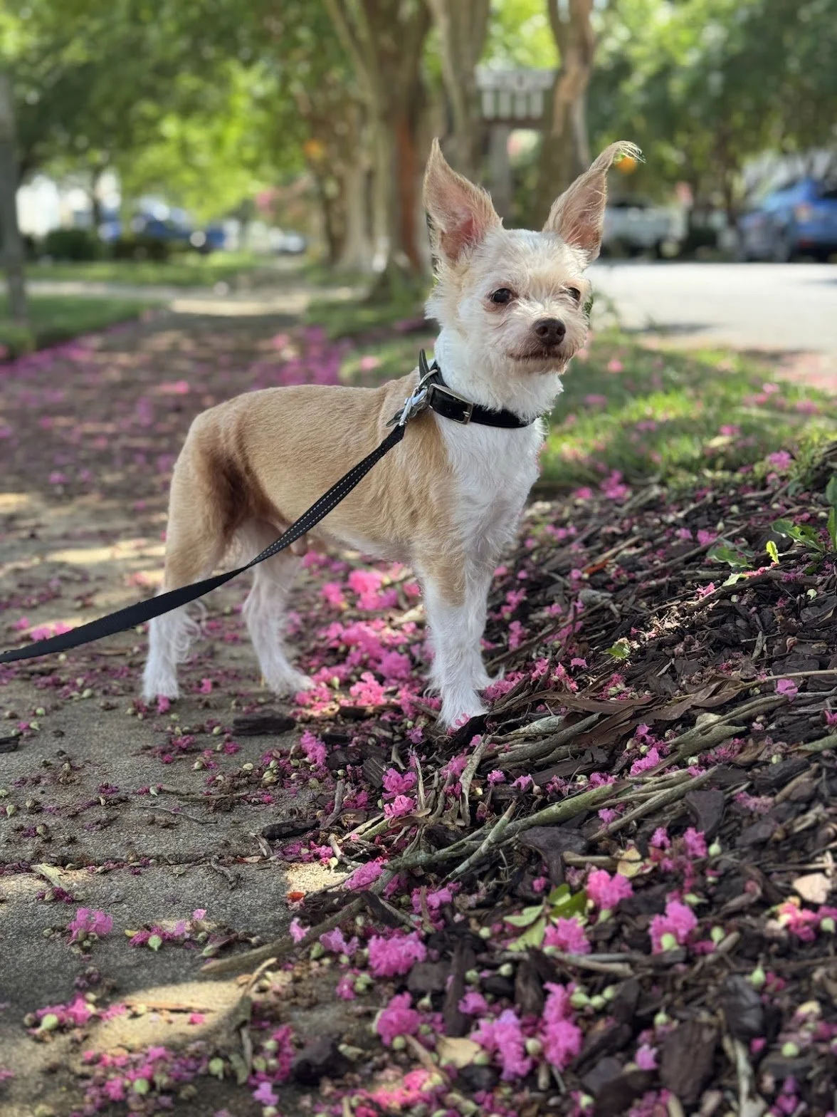 Small dog standing on a sidewalk, surrounded by pink petals on the ground, with trees and parked cars in the background.