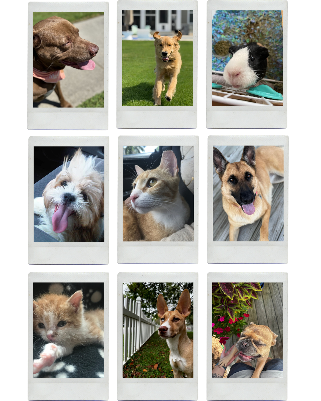 A collage of nine photos featuring various pets, including dogs, cats, guinea pig, and kitten, in different settings.