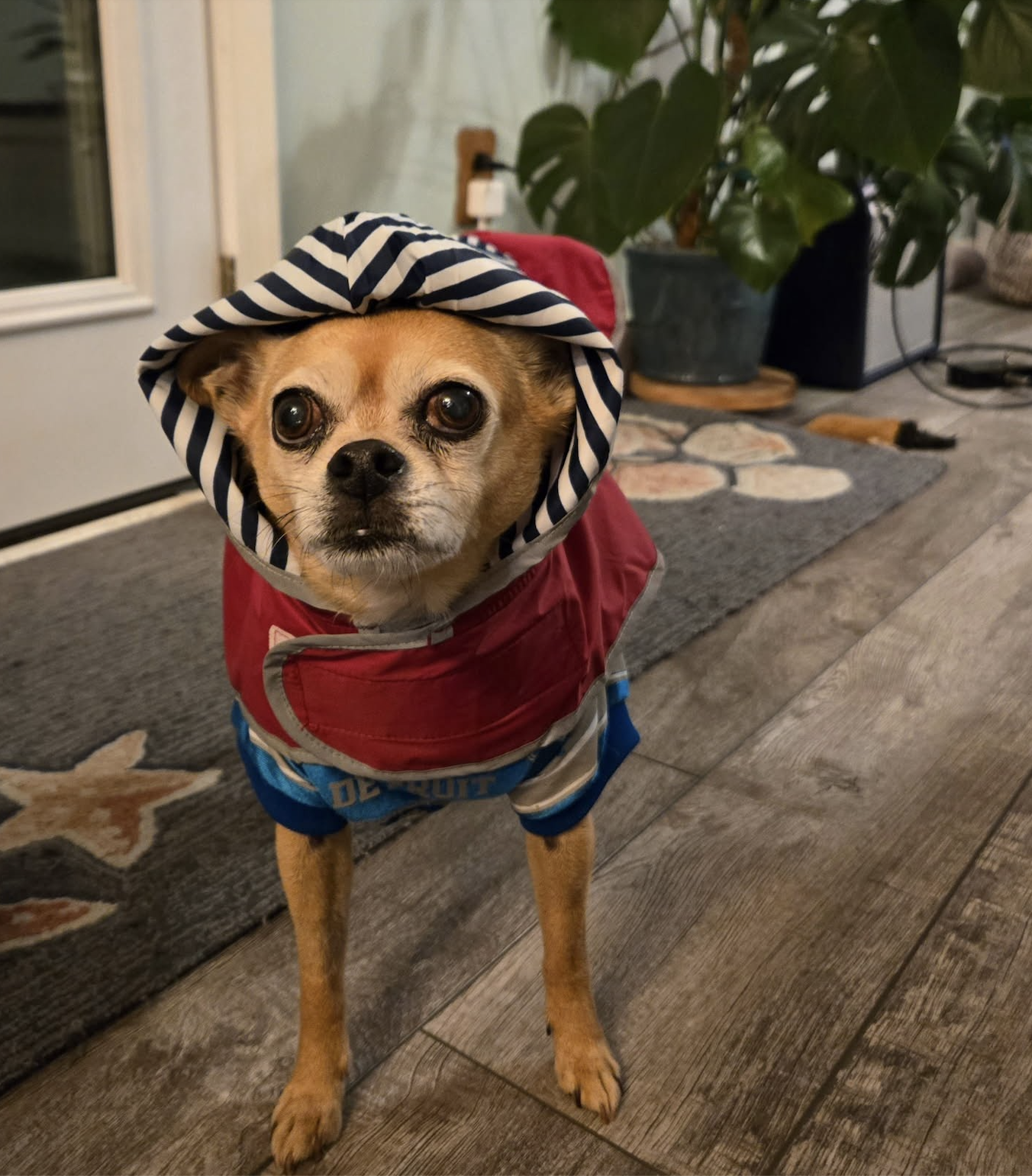 Small dog wearing a jacket with a hood that has black and white stripes, standing indoors on a wooden floor.
