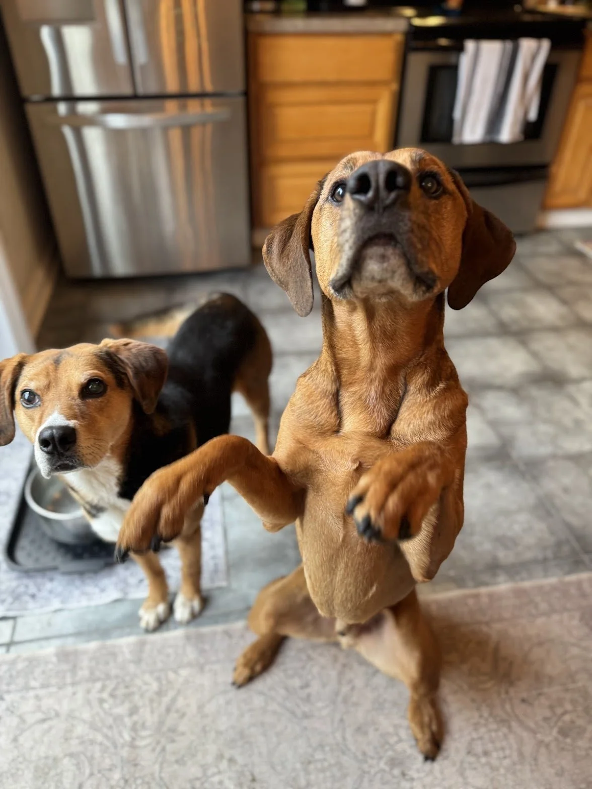 Two dogs inside a kitchen, one standing and begging with front paws raised, the other sitting near a food dish.