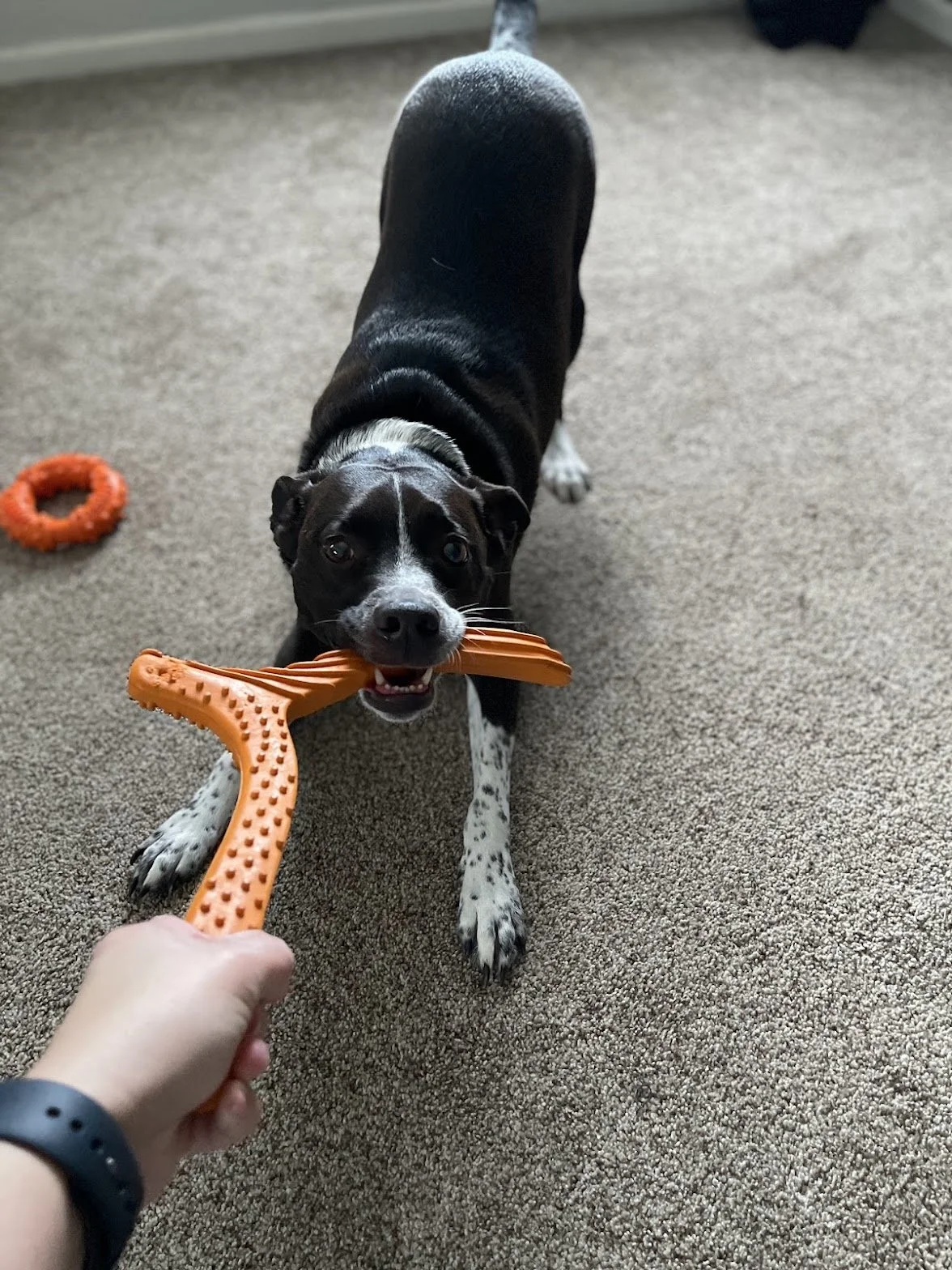 Dog playing tug-of-war with a person, holding an orange toy, on a brown carpeted floor, with another orange ring toy nearby.