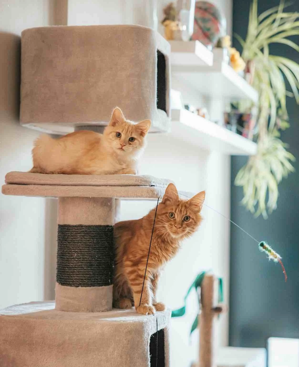 Two orange cats playing on cat tower in home