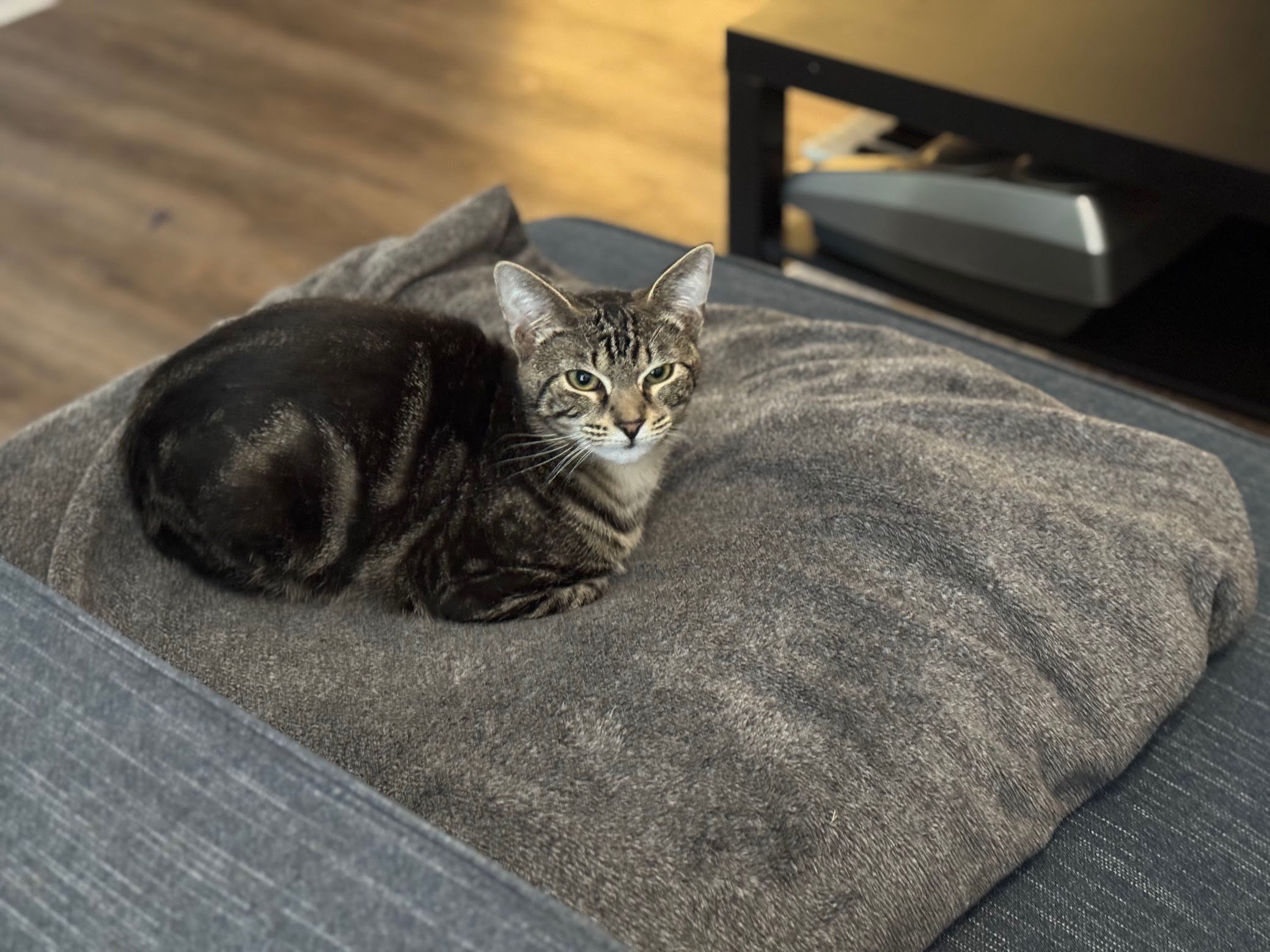 A gray and black striped tabby cat resting on a thick gray blanket on a gray couch, looking up at the camera with green eyes, in a living room with wooden flooring and a black side table.