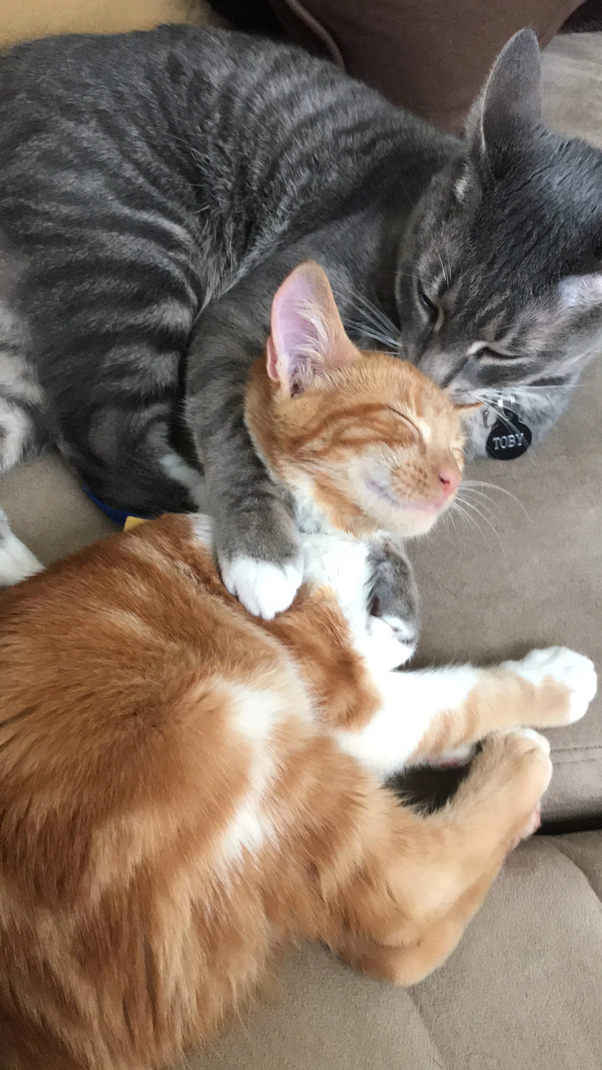 Three cats cuddling together on a beige couch, one gray tabby and two orange tabbies.