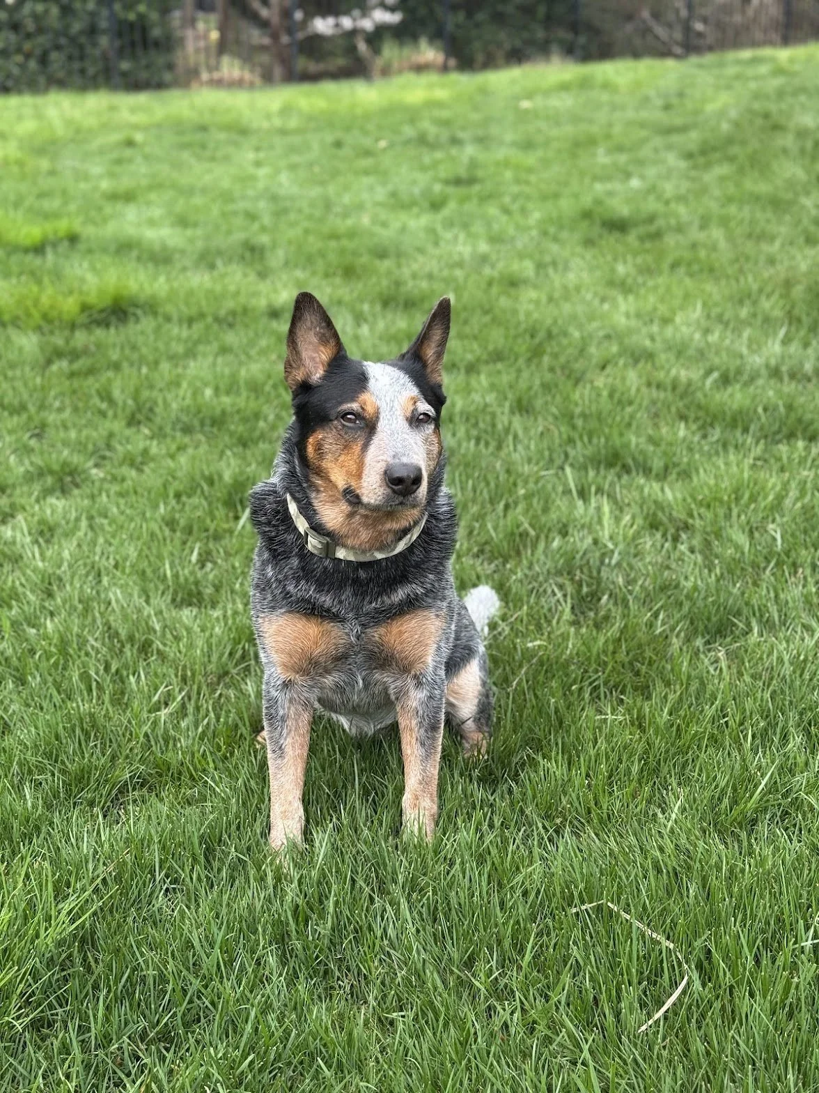 A small dog with a black, white, and tan coat, sitting on green grass in a backyard with a fence in the background.