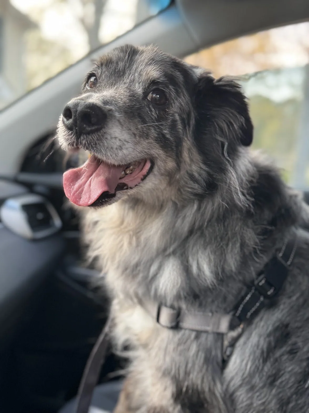 A happy dog with gray and black fur sitting in a car, looking out the window with its tongue out.