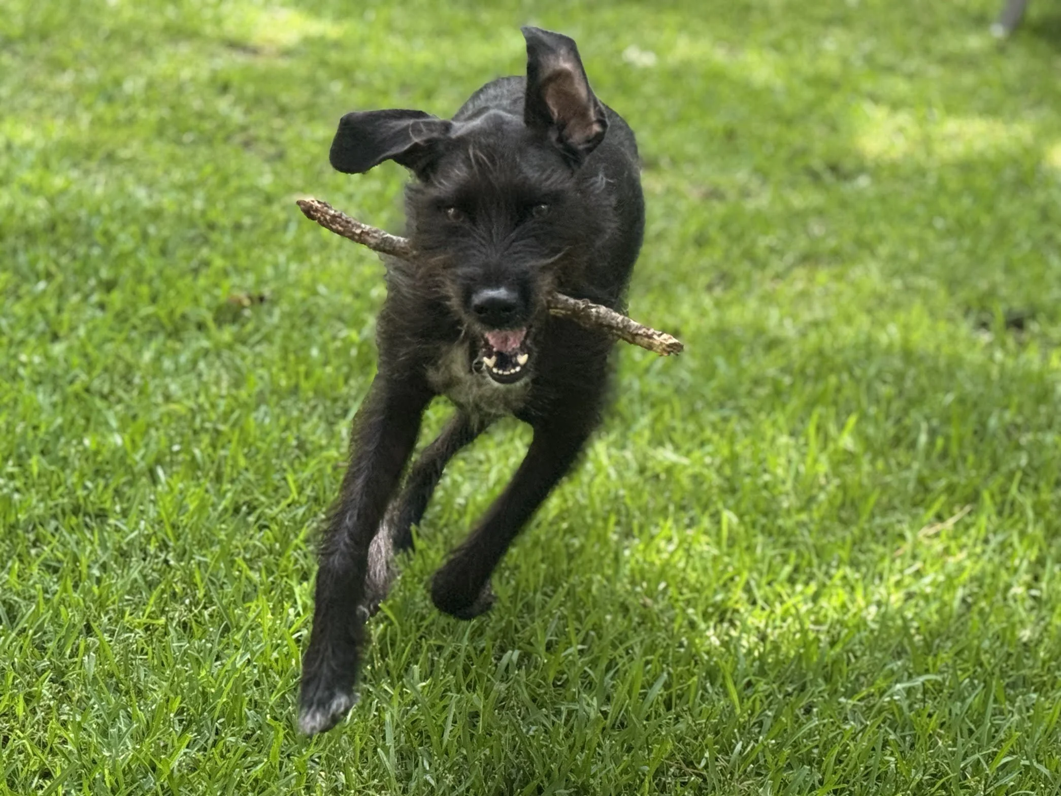 A black dog running on green grass while carrying a stick in its mouth.