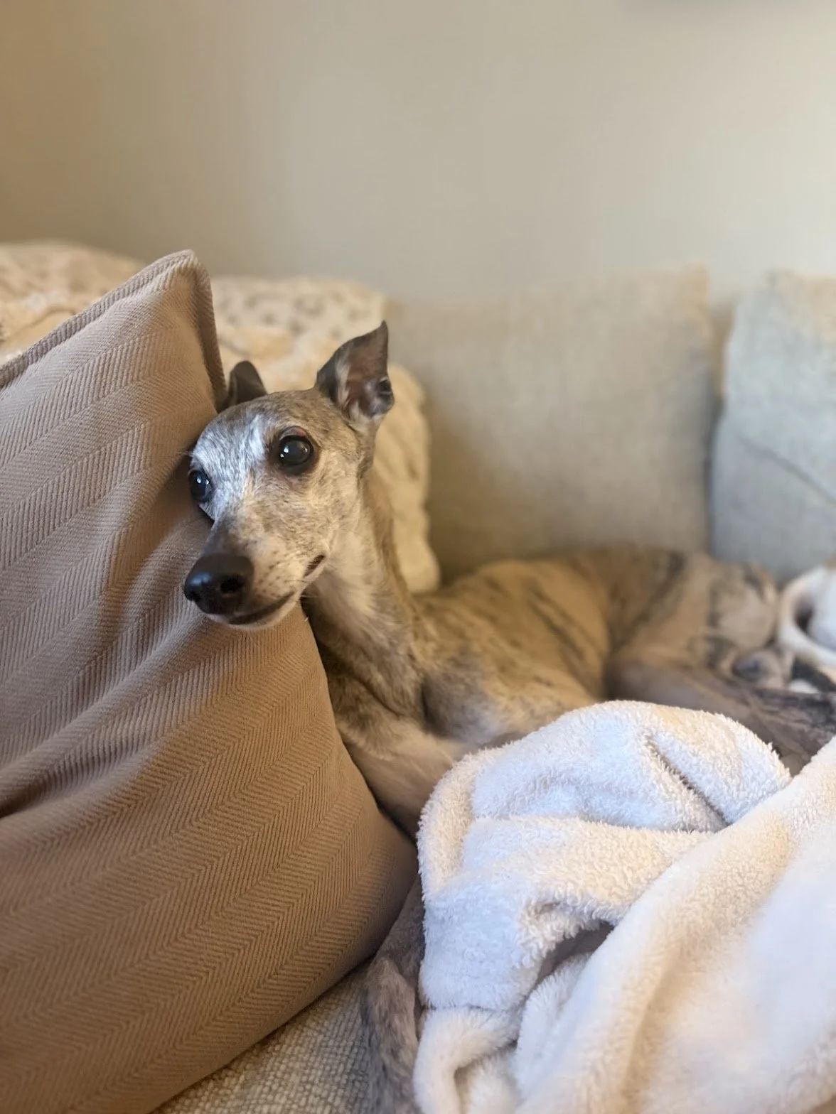 A dog resting on a couch with its head leaning on a beige cushion, looking at the camera. The dog has a brindle coat and large, expressive eyes. There is a white blanket draped over a part of its body.
