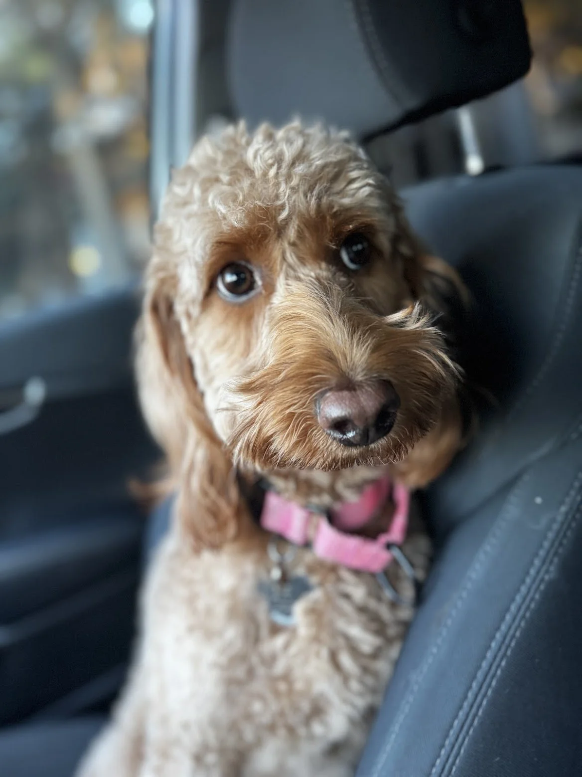 Close-up of a brown curly-haired dog with a pink collar sitting in a car seat.