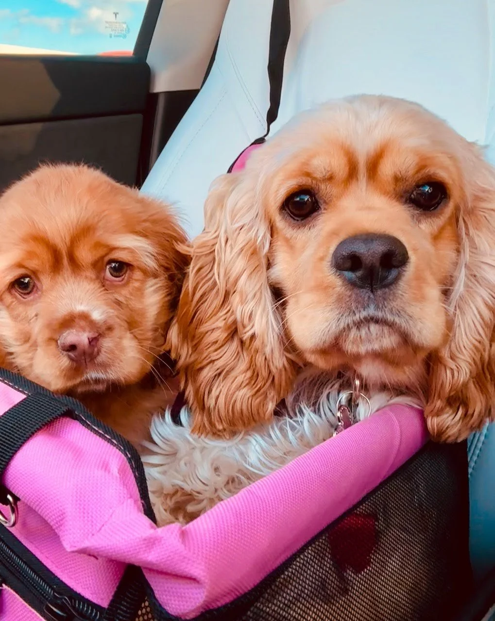 Two dogs, a puppy and an adult, sitting in a pink pet carrier on a car seat.