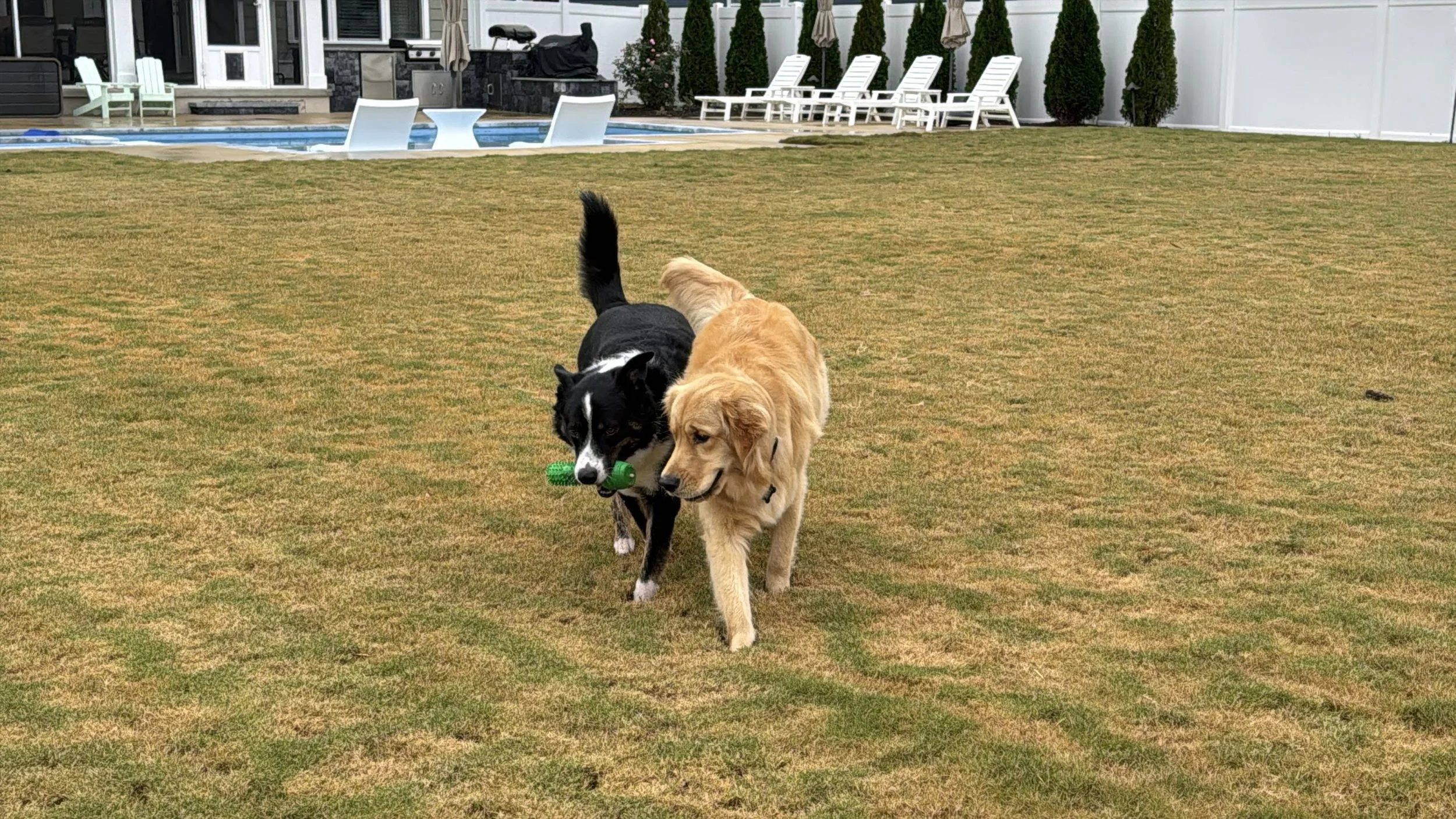 Two dogs walk on a grassy backyard; one black and white with a green toy in its mouth, the other golden. In the background, there are poolside chairs, a swimming pool, and a white fence with tall shrubs.