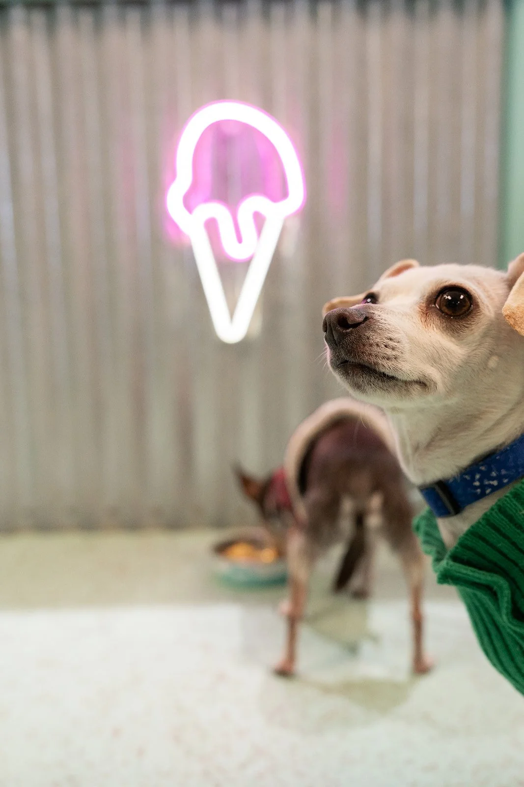 A tan and white dog wearing a green sweater and blue collar looking to the right with a neon light in the shape of an ice cream cone and scoop on a wall behind it.