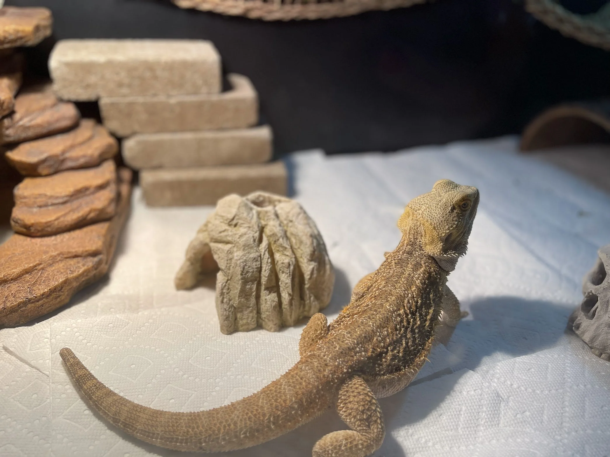 A bearded dragon lizard on a white paper towel, surrounded by rocks and stones, in a habitat with a brick and stone background.