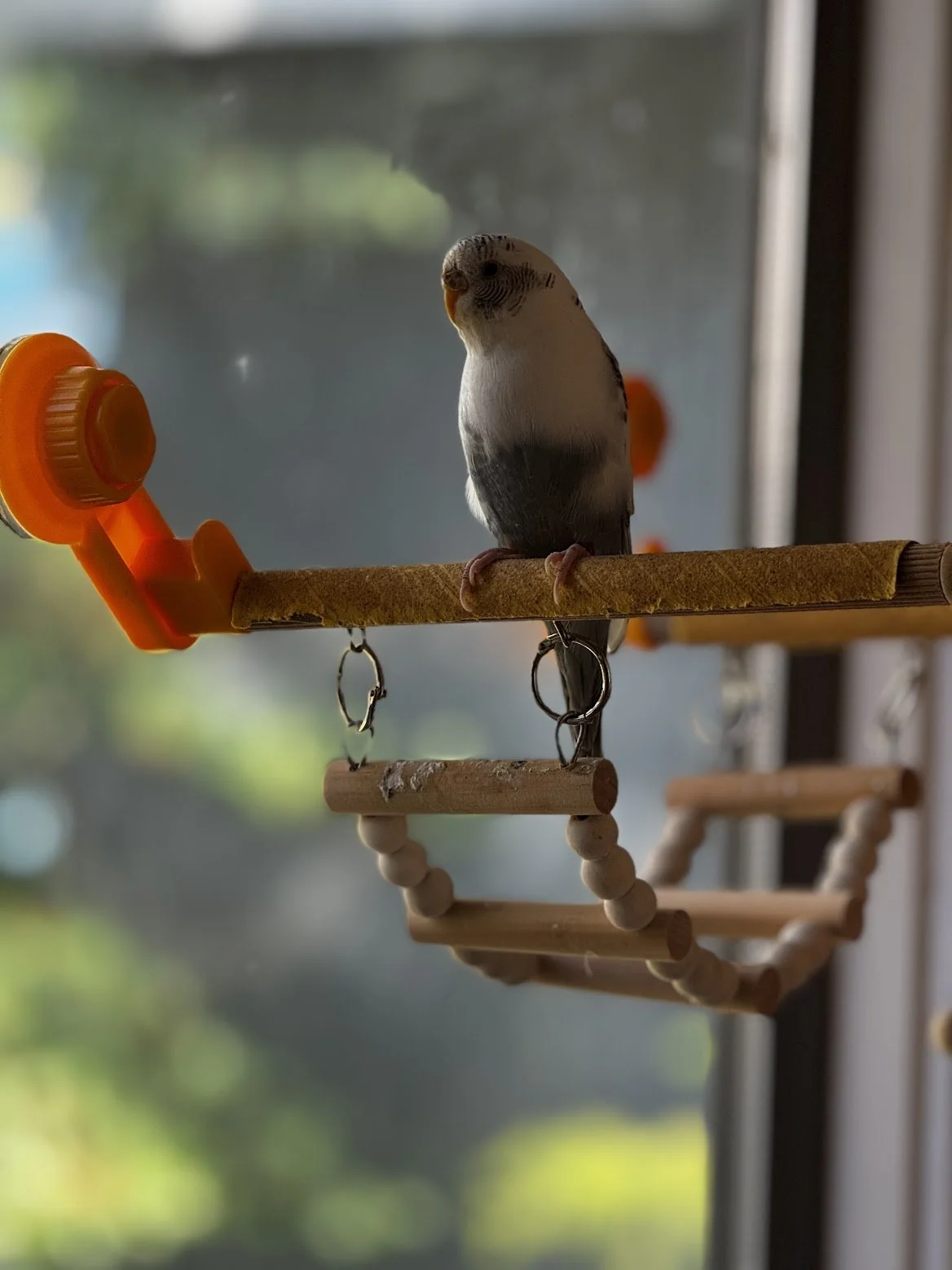 A small bird, likely a budgerigar, perched on a wooden and fabric indoor bird swing near a window with sunlight.