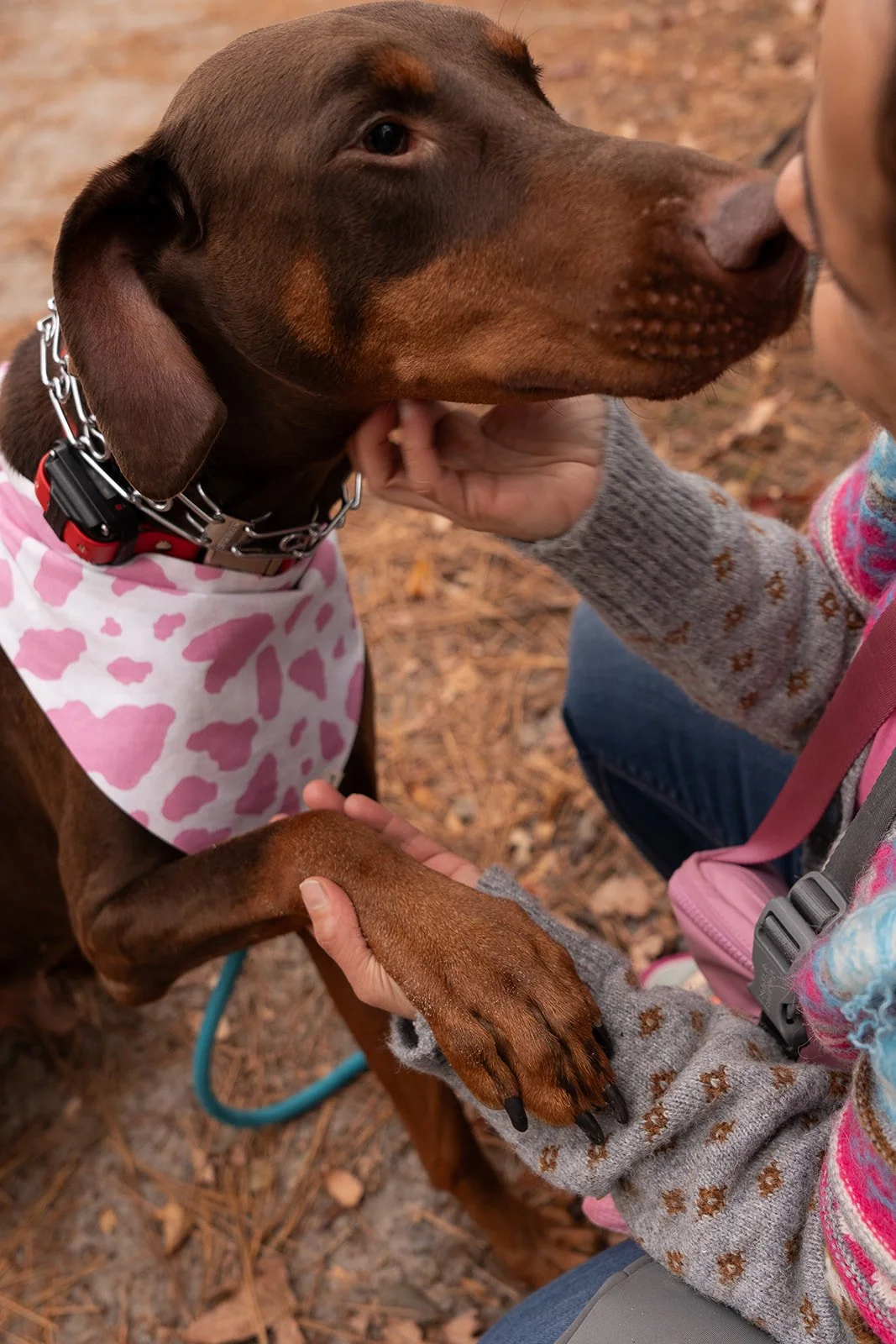 A brown dog with a pink and white patterned bandana on a leash, being gently held and examined by a person wearing a gray sweater with a floral pattern, outdoors on a leaf-covered ground.