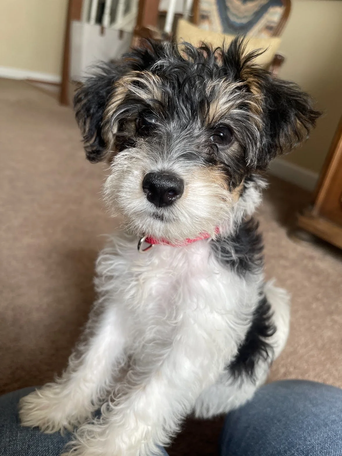 Close-up of a cute puppy with curly black, white, and tan fur, wearing a pink collar, sitting on a carpeted floor indoors.