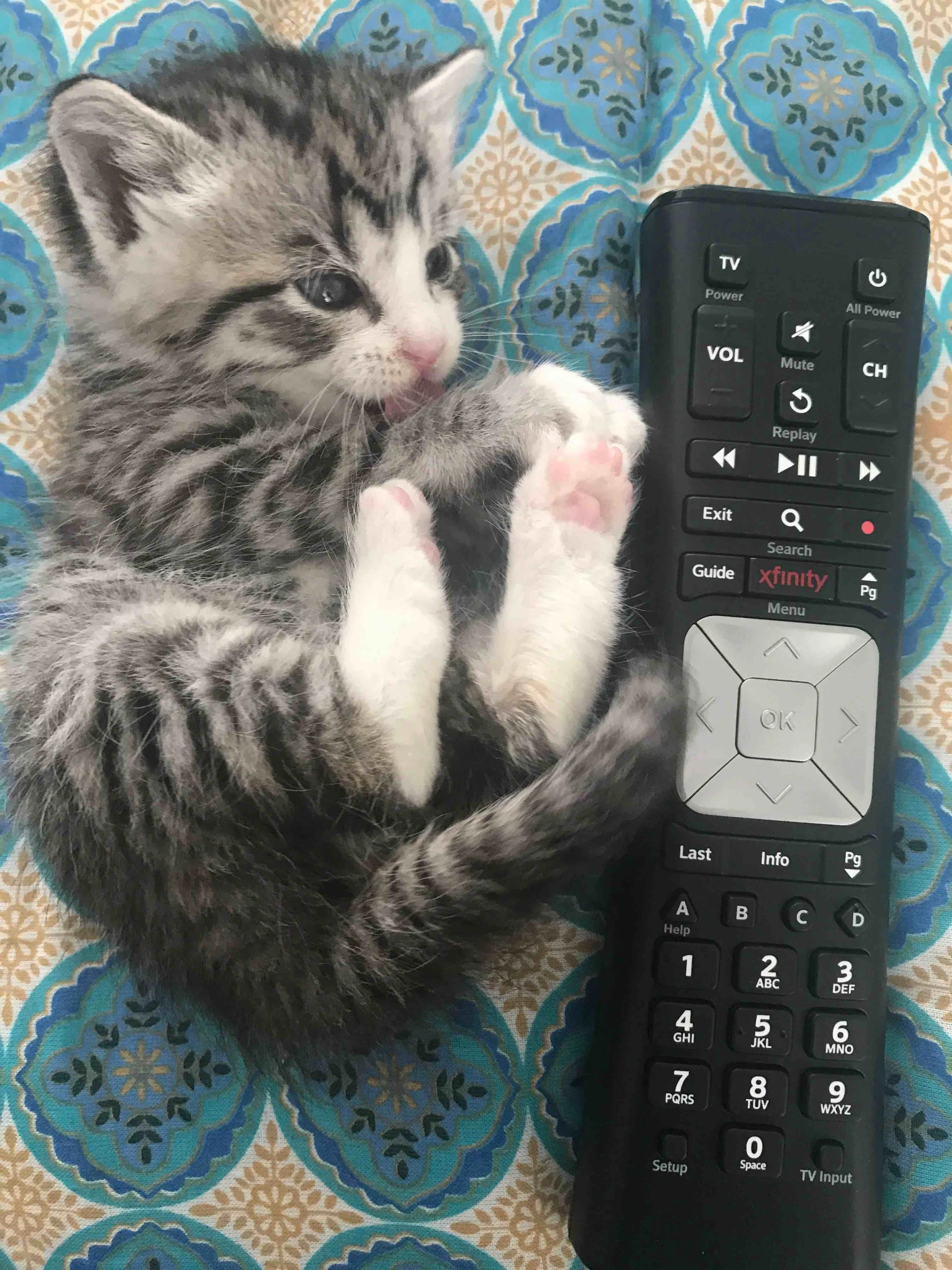 A small tabby kitten with pink paws and nose, licking its paw, lying next to a TV remote control on a patterned fabric surface.