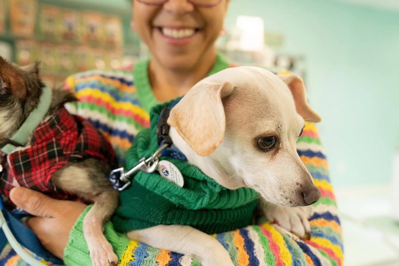 A person holding a tan and white dog wearing a green sweater, and another dog in a red and black plaid coat, with a colorful, striped sweater in the background.