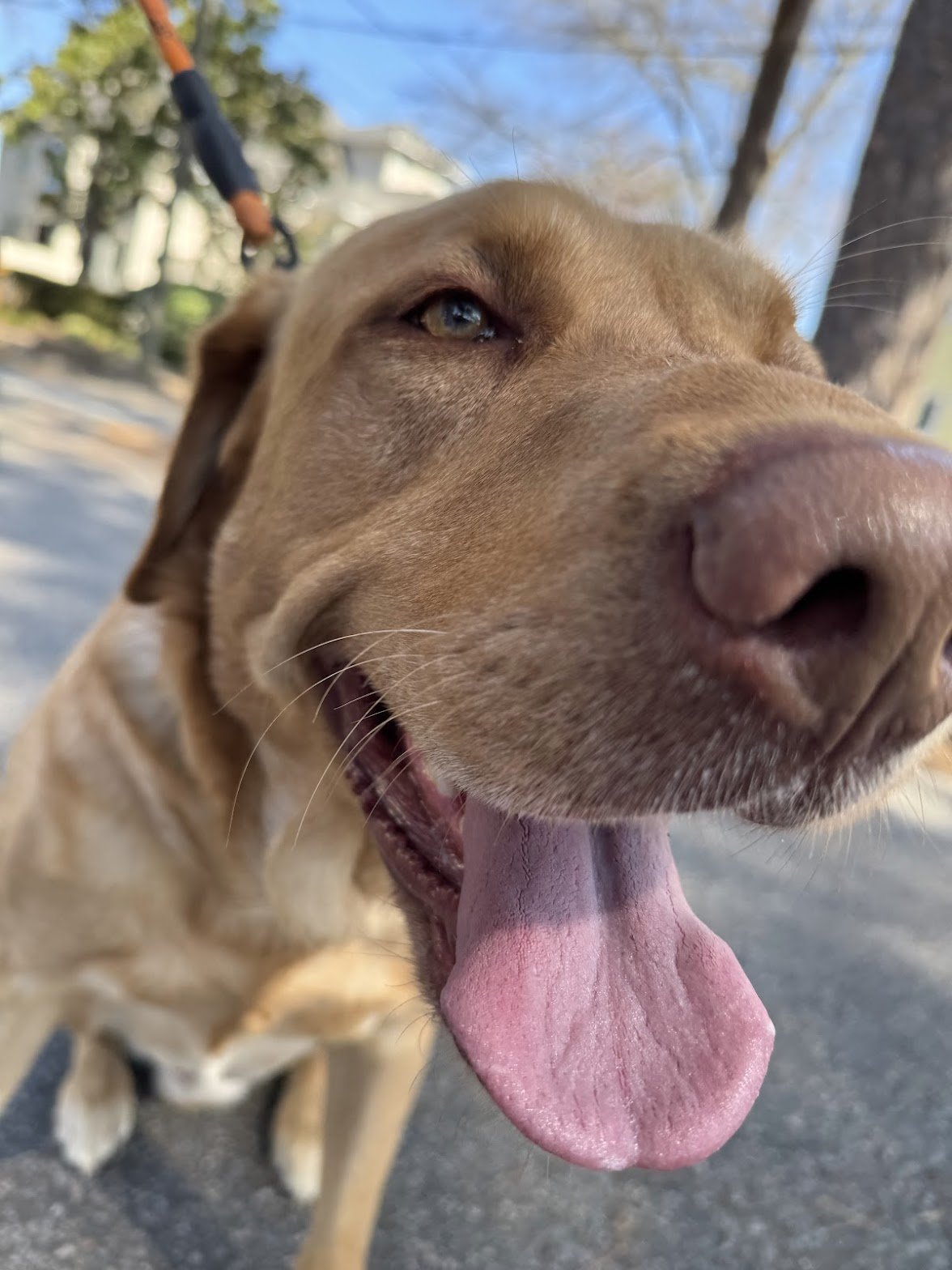 Close-up of a happy dog with tan fur, sticking out its pink tongue, outdoors on a bright day with trees and houses in the background.