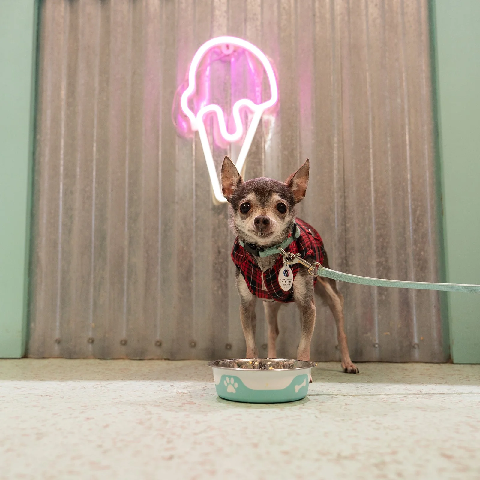 Small dog in a red plaid jacket on a leash, standing in front of a metallic wall with a pink neon ice cream cone sign, next to a blue and white paw print bowl.
