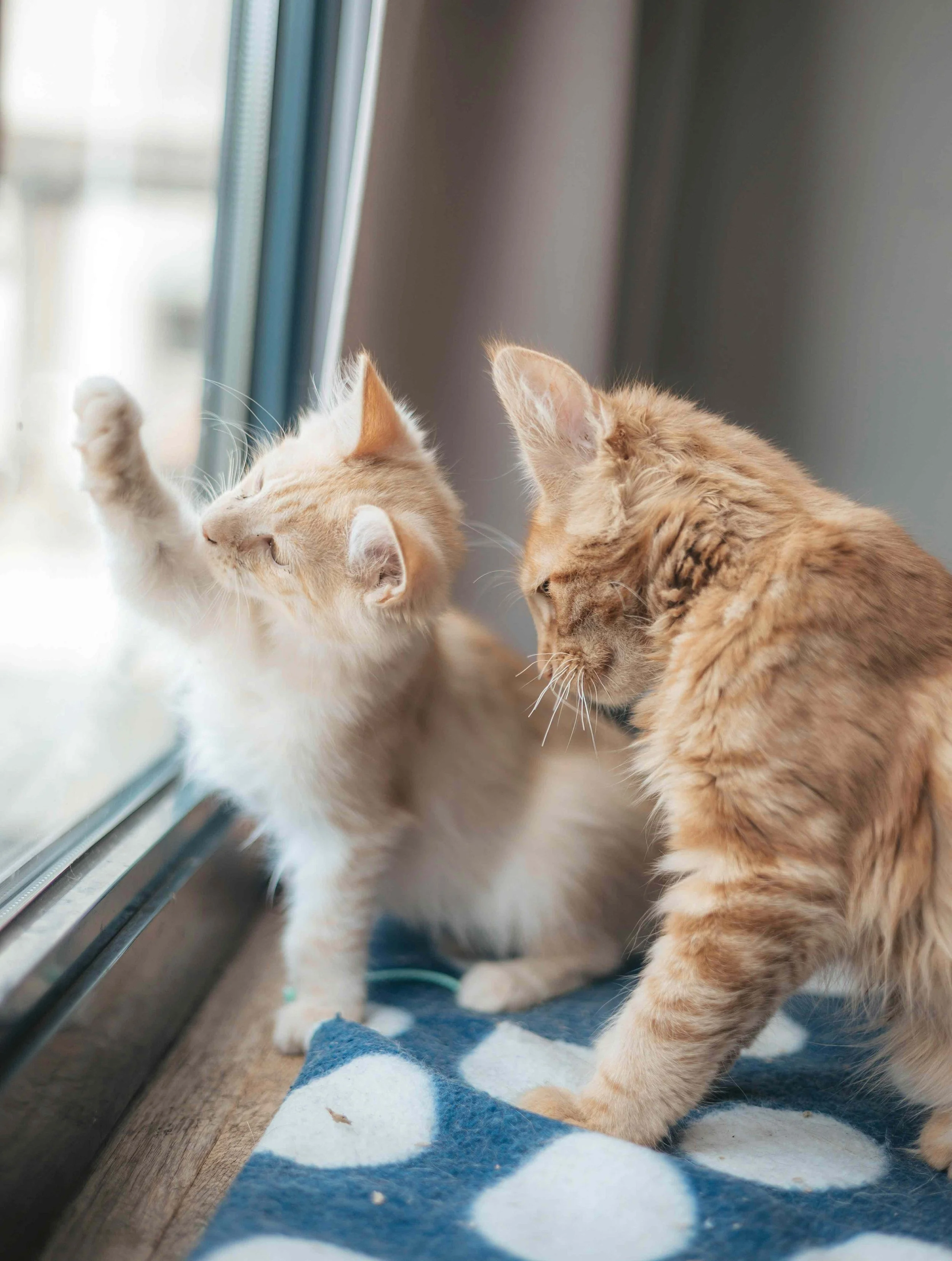 Two yellow cats looking out window