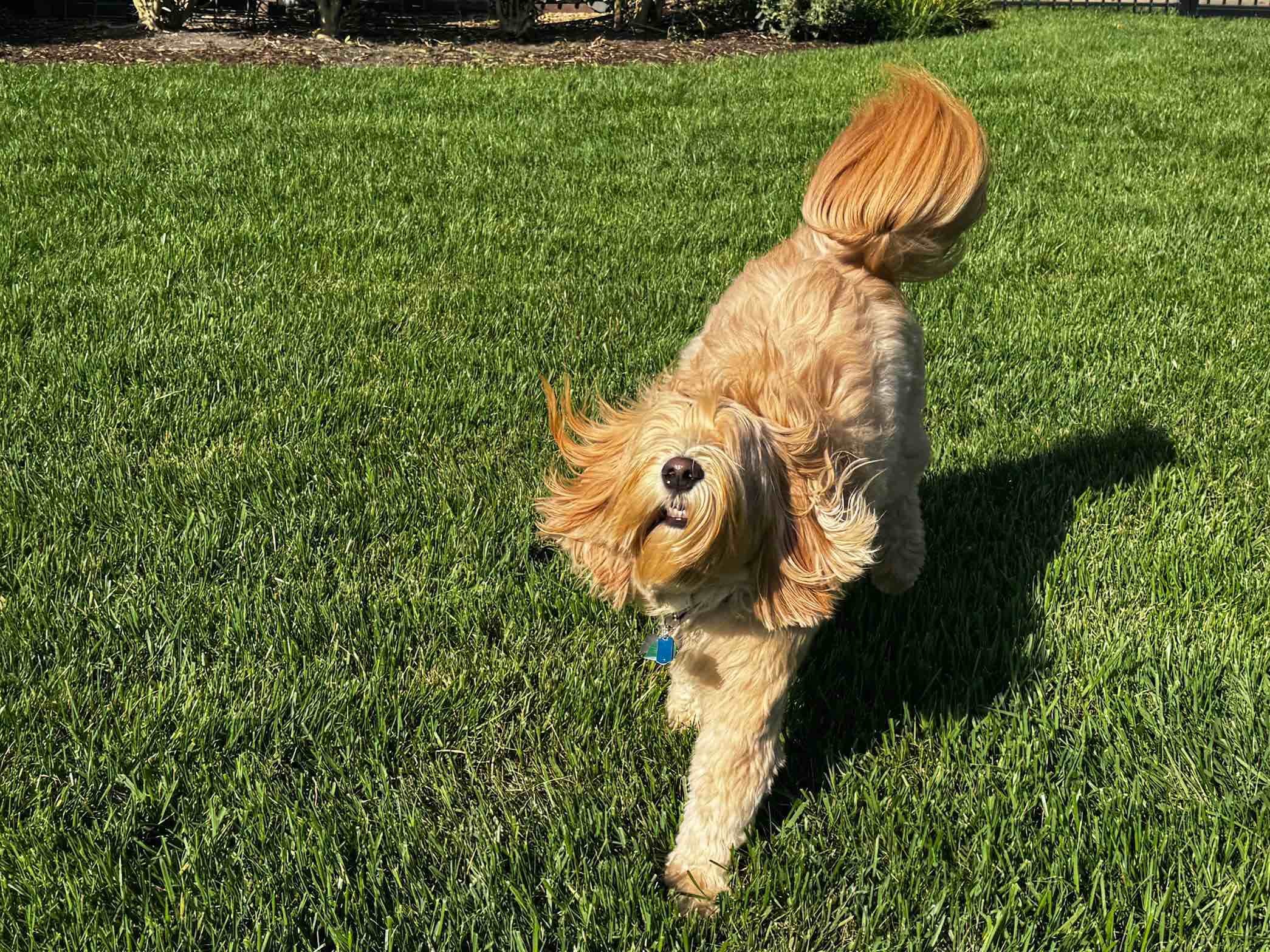 A tan, long-haired dog running across a grassy yard.
