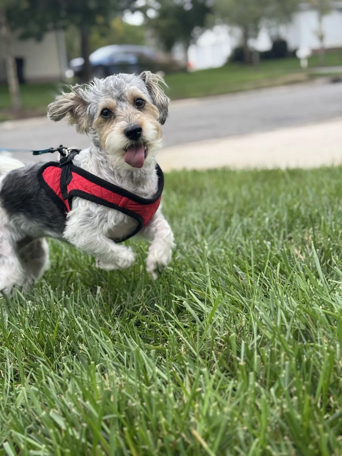 A playful dog with curly gray and black fur, wearing a red harness, running on a green lawn with a blurred suburban street background.