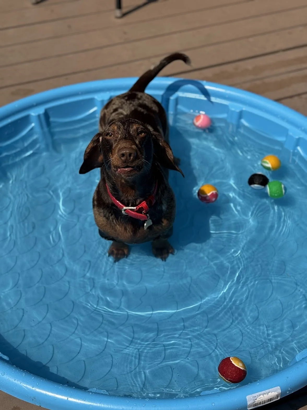 A small brown dog standing in a blue plastic kiddie pool filled with water, with colorful floating balls around it.