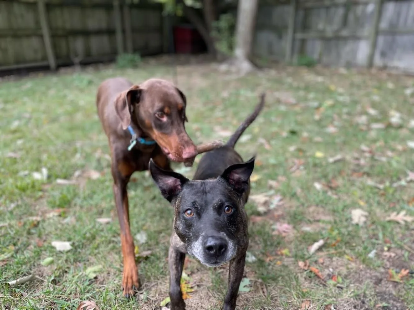 Two small dogs, one black and tan, the other brown, in a backyard with grass and fallen leaves. The black dog is looking directly at the camera, and the brown dog is sniffing the black dog's tail.