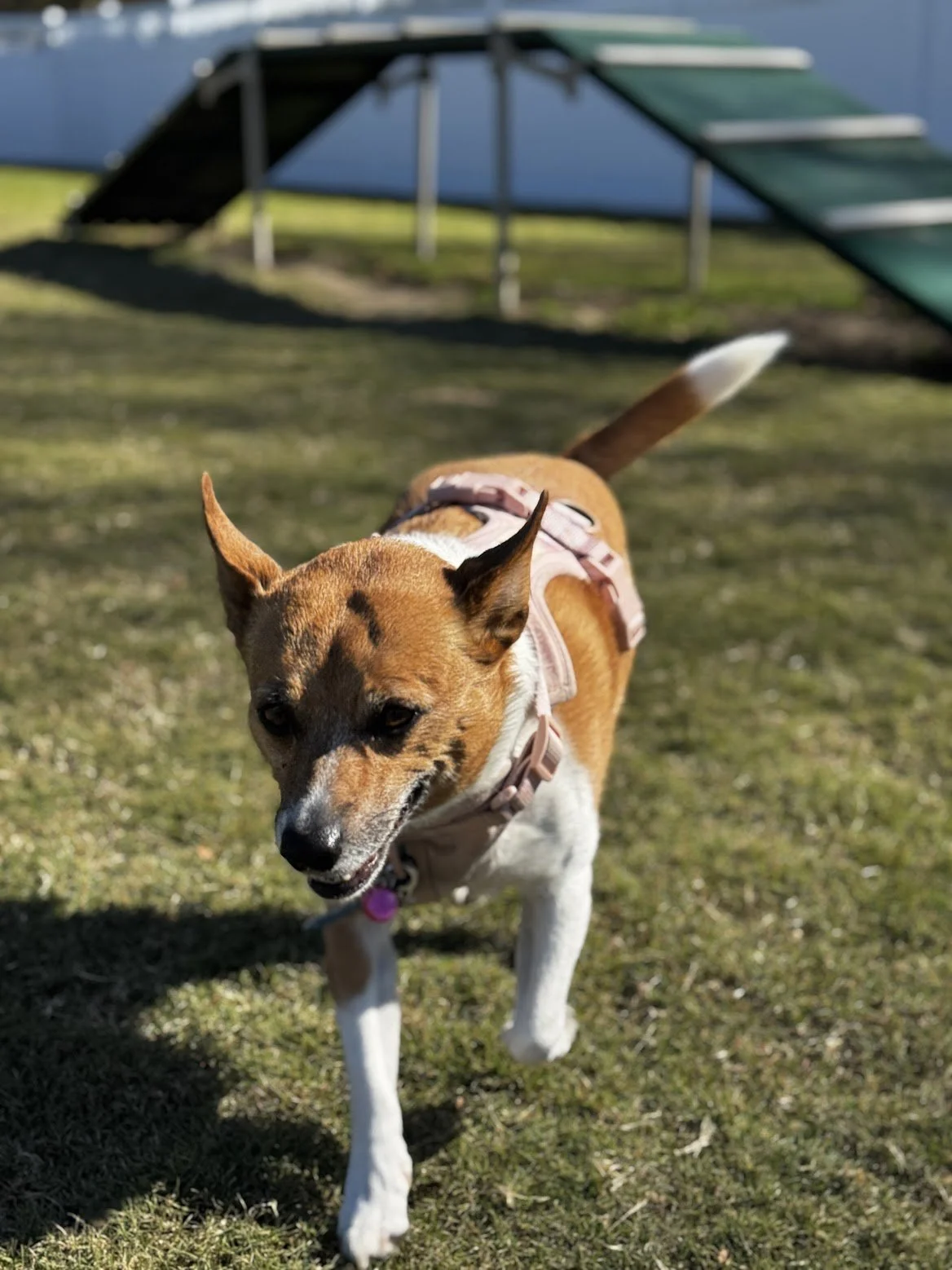 A small terrier dog running outside on grass, wearing a harness, with a blue fence and agility ramp in the background.