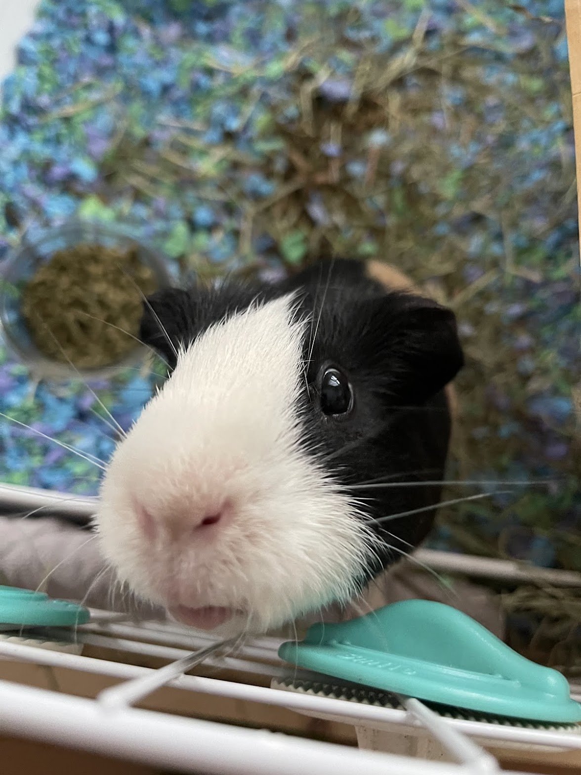 Close-up of a black and white guinea pig with a pink nose and shiny black eyes, looking up at the camera inside its cage with colorful bedding and a small container of food nearby.