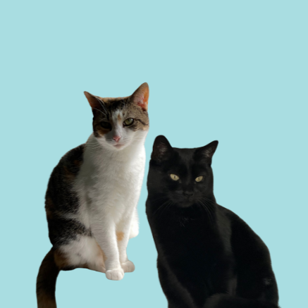 Two cats, one with white and gray fur and one black, sitting against a light blue background.