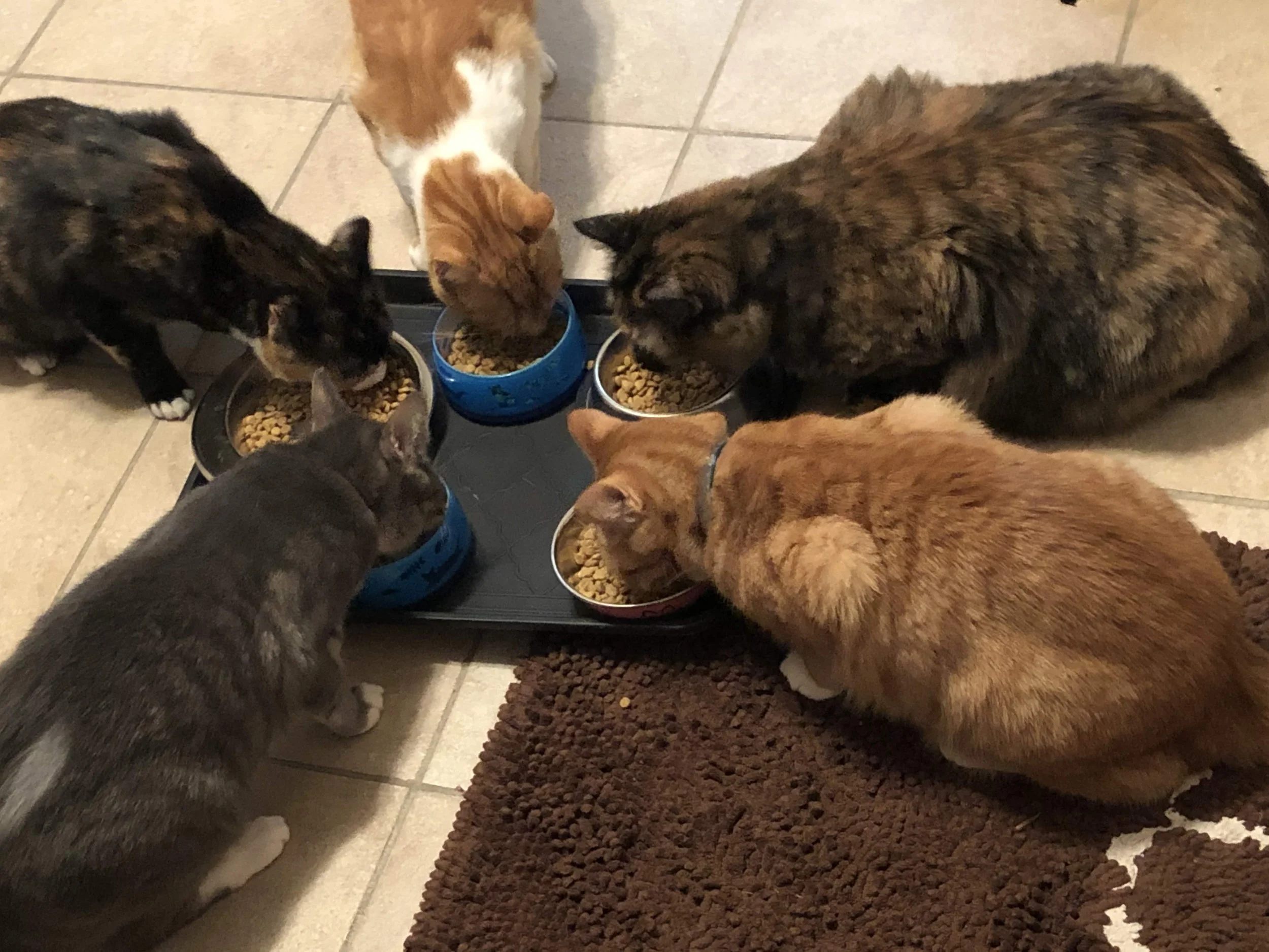 Six cats gathered around bowls of dry cat food on a tiled floor, eating.