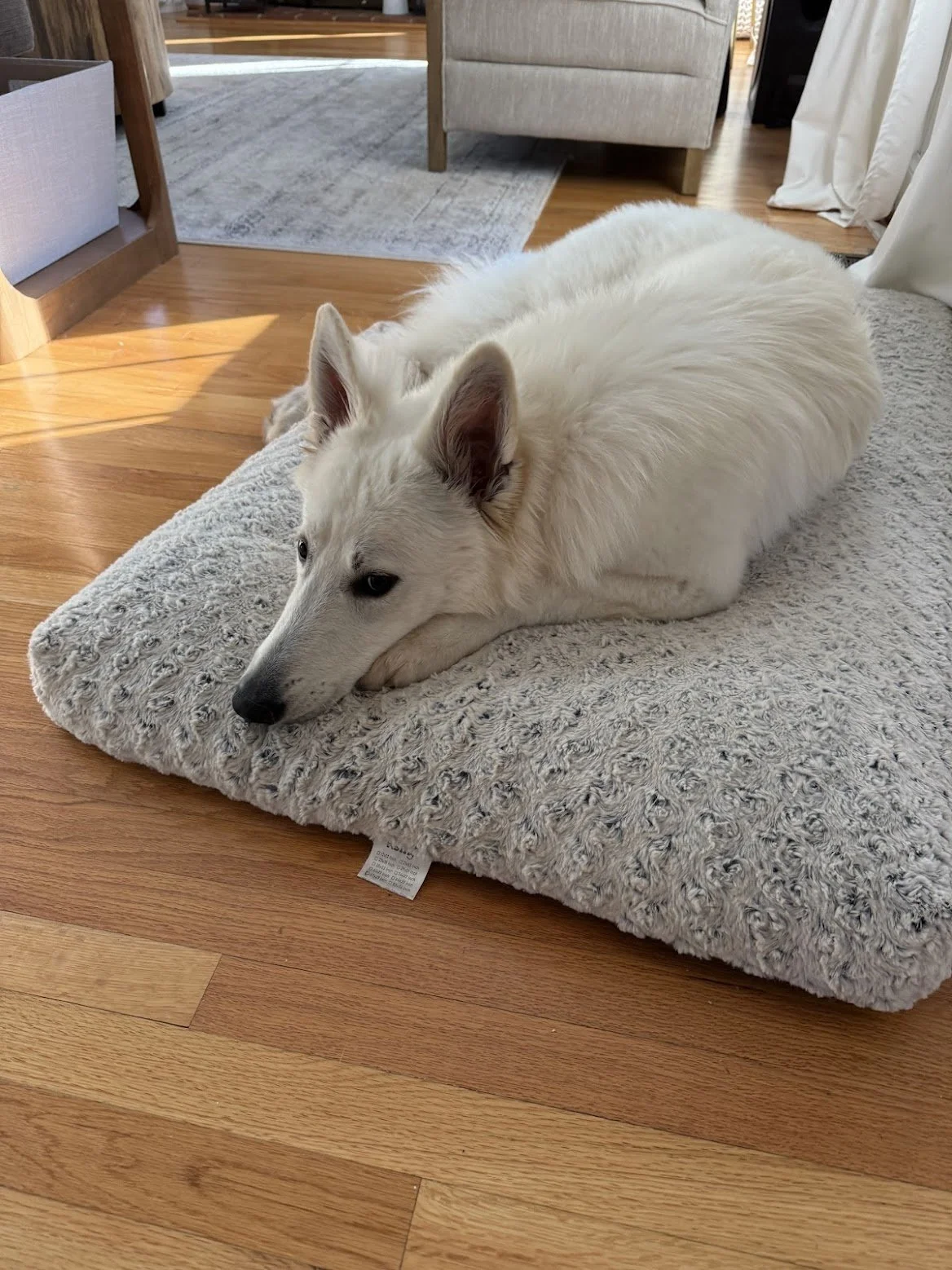 A white dog with a fluffy coat laying on a gray textured dog bed on a wooden floor.