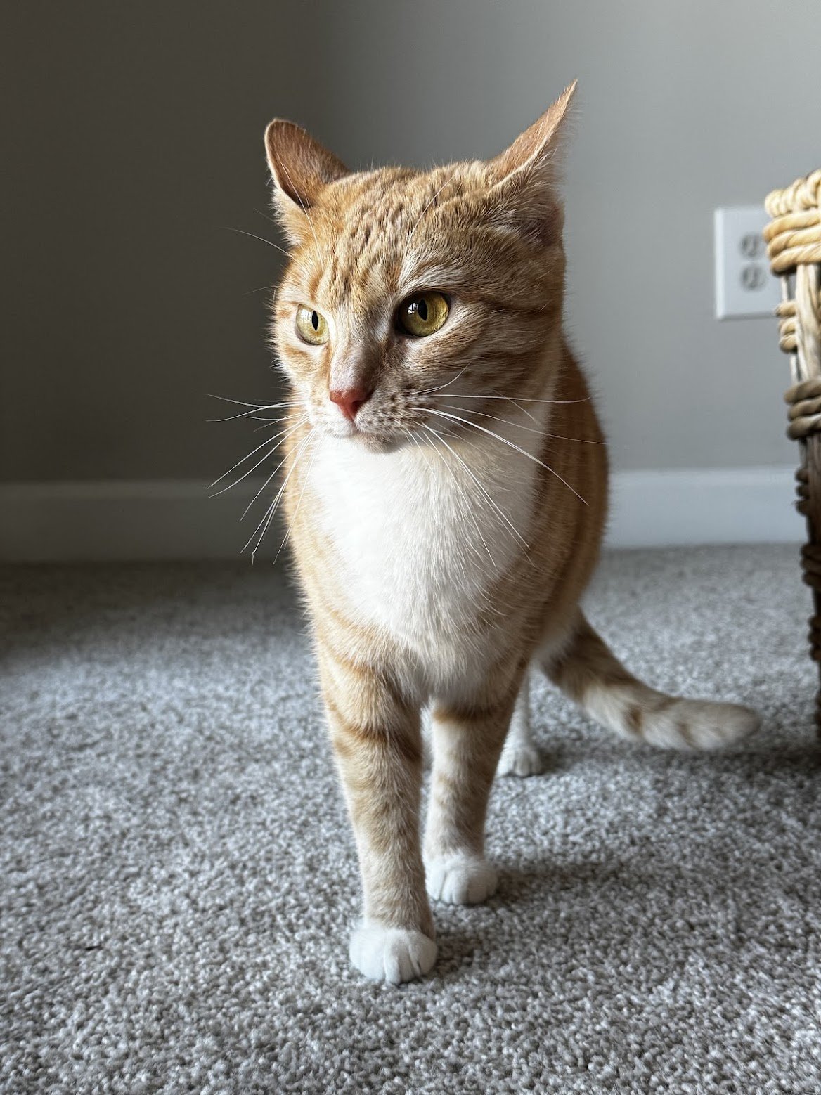 An orange and white cat standing on a beige carpet near a wall outlet and wicker basket.