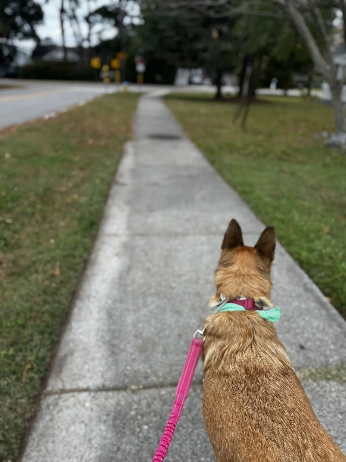Dog on a leash walking on a sidewalk in a residential neighborhood.