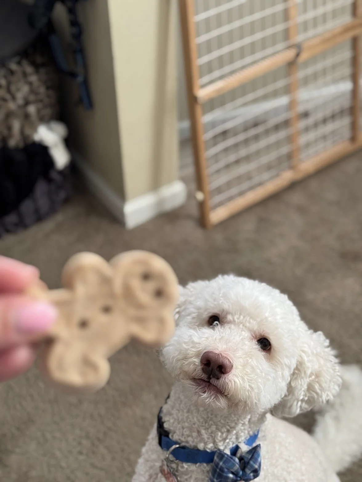 A white fluffy dog wearing a blue collar and a plaid bow tie, looking at a bone-shaped dog treat being held out toward it.