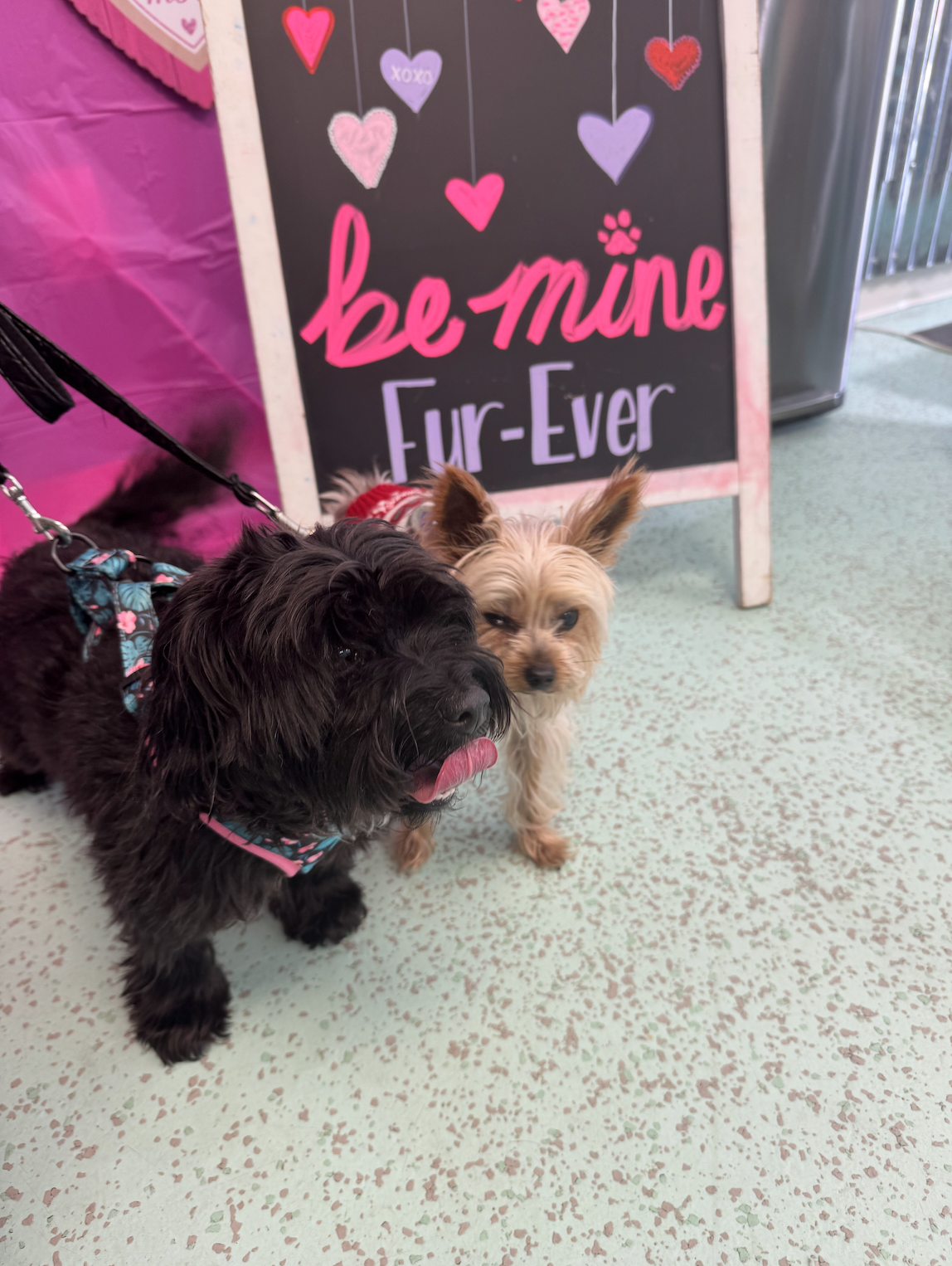 Two dogs, one black and one tan, standing in front of a sign with hearts and the words "be mine Fur-Ever" at a pet store or event.